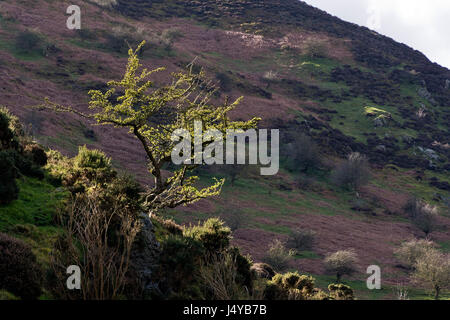 Carding Mill Valley, Shropshire in the United Kingdom Stock Photo