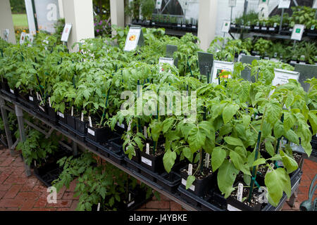 Tomato seedling trays at garden center - USA Stock Photo