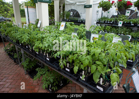 Tomato seedling trays at garden center - USA Stock Photo