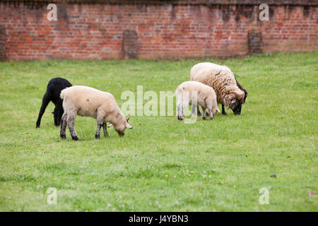 Flock of sheep (Ovis aries) grazing on grass - USA Stock Photo