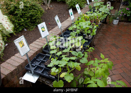 Squash seedling trays at garden center - USA Stock Photo