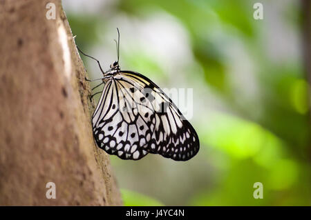 Ceylon Tree Nymph Butterfly Stock Photo