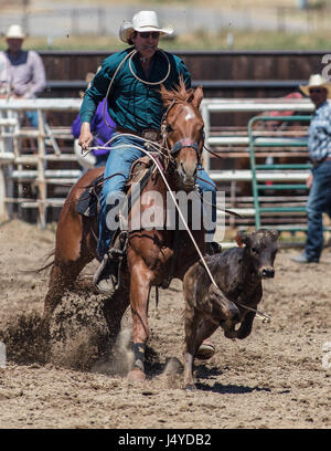 Calf roping action at the Cottonwood Rodeo in California. Stock Photo