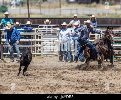 Calf roping action at the Cottonwood Rodeo in California. Stock Photo