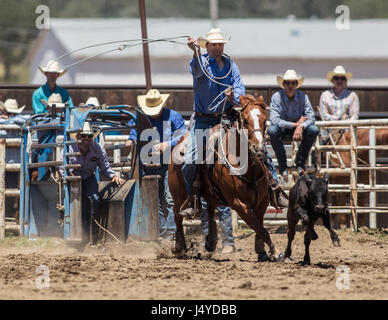 Calf roping action at the Cottonwood Rodeo in California. Stock Photo