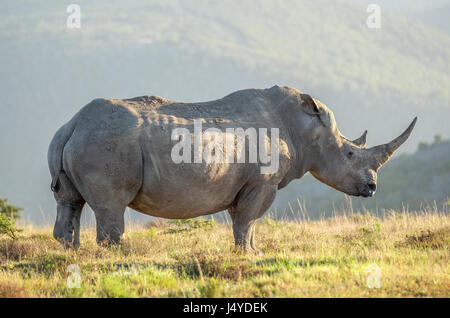 Photo of a white Rhino in the wild on an African plain. Stock Photo