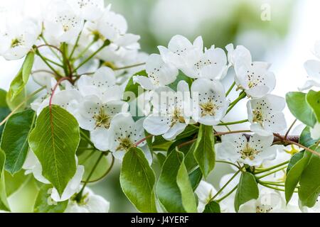 European wild pear (Pyrus pyraster) tree flowers Stock Photo