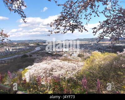cherry blossom in funaoka joshi park in miyagi prefecture, japan Stock Photo