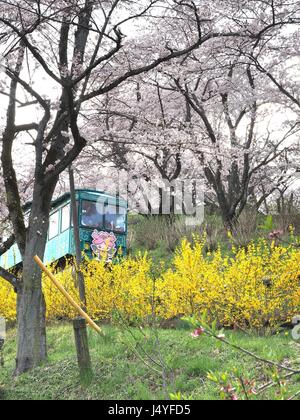 cherry blossom in funaoka joshi park in miyagi prefecture, japan Stock Photo