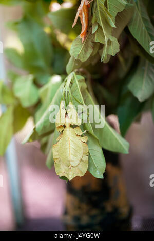 Phyllium Giganteum,  Pulchifolium leaf, bug like leaf Stock Photo