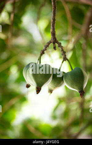 Barringtonia asiatica -sea poison tree, seed close up, is a species of ...