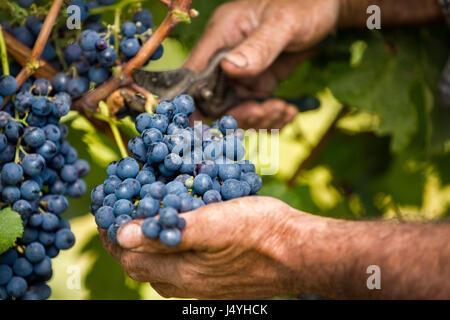 Close up of farmer male hands picking grape Stock Photo