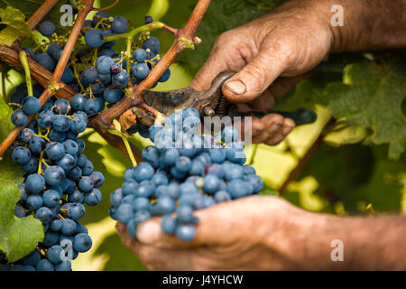 grape harvest close up hands Stock Photo