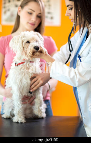Veterinarian listens sick Maltese dog with stethoscope in vet clinic Stock Photo