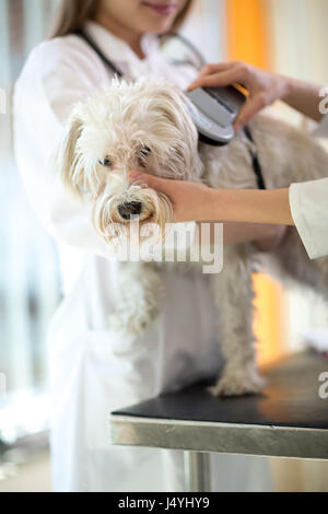 Veterinarian checking microchip implant on Maltese dog in vet clinic Stock Photo