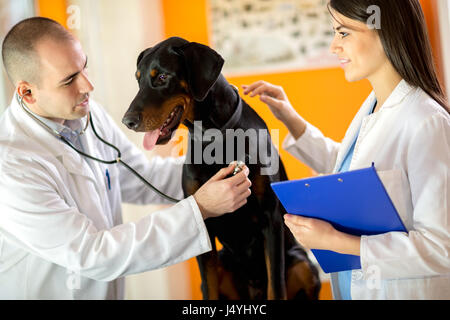 Veterinarians listen sick Great Done dog with stethoscope in vet clinic Stock Photo