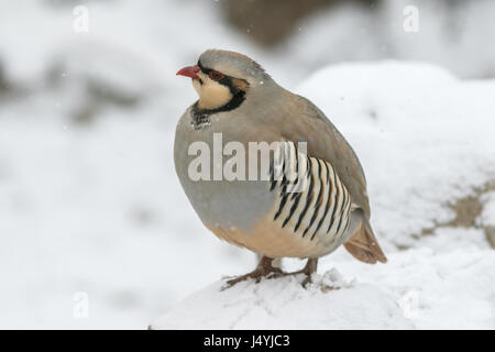 The chukar partridge (Alectoris chukar) in snow Stock Photo