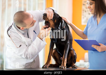 Veterinarian checking teeth of Great Done dog in vet infirmary Stock Photo