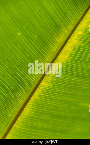 Banana Leaf Close Up Stock Photo