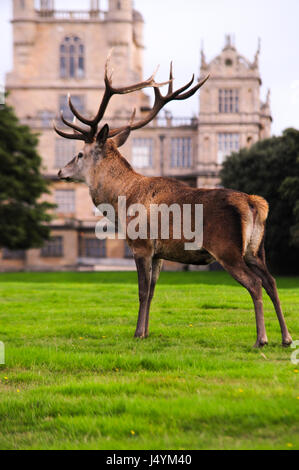 Stag Deer at Wollaton Deer Park, Nottingham, UK Stock Photo