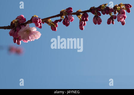 A branch of a flowering cherry tree (Prunus avium) at top of the photo. The blue sky is providing much empty space. Stock Photo