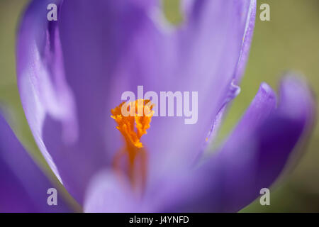 An extreme macro of an purple Spring-Crocus (Crocus vernus) is showing stigma with style. Stock Photo