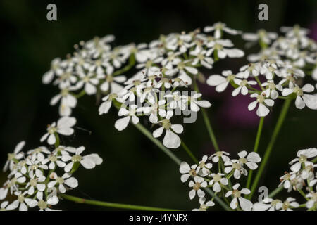 Umbelliferous white flowers of Cow Parsley / Anthriscus sylvestris. Stock Photo