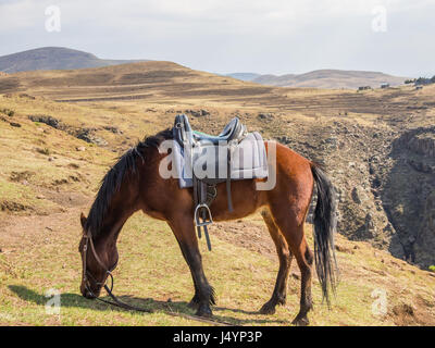 Basuto pony or horse grazing peacefully in the mountains of Lesotho, Africa. Stock Photo