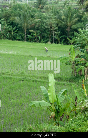 A farm worker tends the rice fields near Ubud, Bali with banana and coconut trees framing. Stock Photo