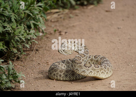 Prairie rattlesnake (Crotalus viridis) on a hiking trail in a state park Prairie rattlesnake (Crotalus viridis) on a hiking trail in a state park Stock Photo