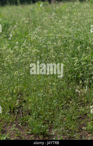 Hirtentäschelkraut, Hirtentäschel-Kraut, Hirtentäschel, Capsella bursa-pastoris, Shepherd´s Purse Stock Photo