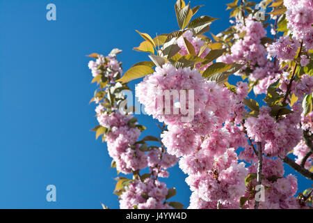 Pink ornamental cherry blossoms against the blue sky. Prunus serrulata kanzan. Spring flowering cherry trees in Vancouver Canada. Stock Photo