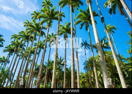 Royal palm trees soar into bright tropical sky in a dramatic alignment in Rio de Janeiro, Brazil Stock Photo