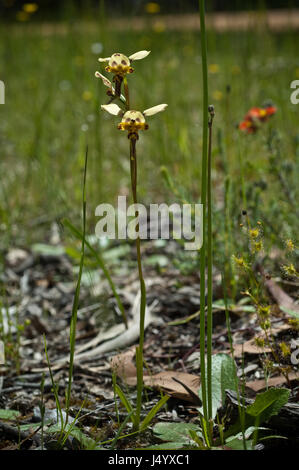 Diuris pardina, Leopard Orchid. Grampians region of Victoria. Stock Photo