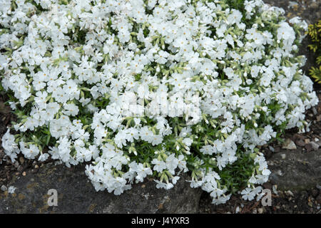 Phlox subulata 'Snowflake' Stock Photo