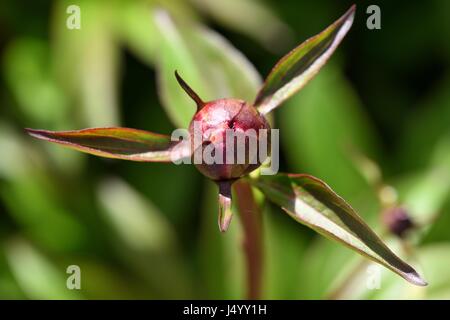 Peony bud Stock Photo