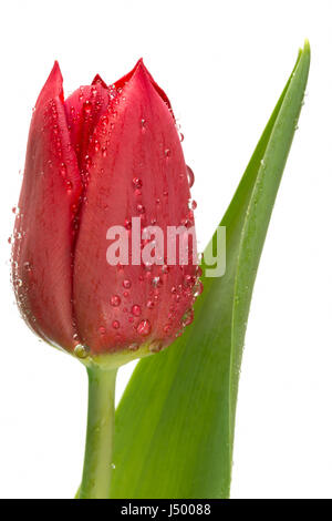 Red tulip with water droplets on white Stock Photo