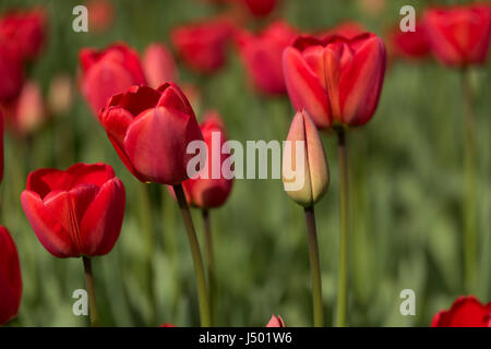Flowering tulips in an English garden. Stock Photo