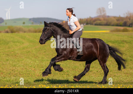 woman riding a Friesian horse in on a field Stock Photo