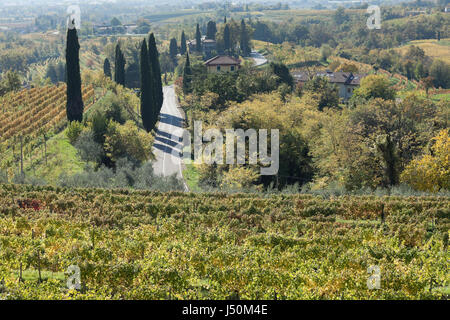 View of vineyards of Collio and cypresses, Abbey of Corno di Rosazzo, Friuli, Italy Stock Photo