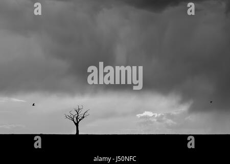 Two birds fly across a moody sky where a dead tree stands alone. Stock Photo