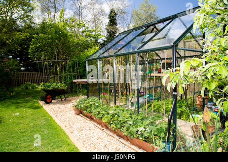 A plant-filled greenhouse in a domestic garden pictured on a sunny spring day in Oxfordshire, UK. Stock Photo