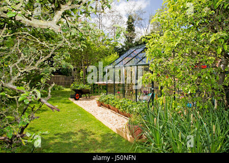 A plant-filled greenhouse in a domestic garden pictured on a sunny spring day in Oxfordshire, UK. Stock Photo