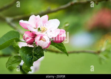 Springtime pink apple blossom on a Bramley apple tree. Stock Photo
