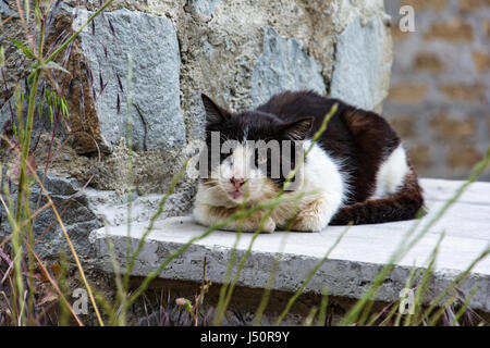 Lonely and sad dirty old black and white cat Stock Photo