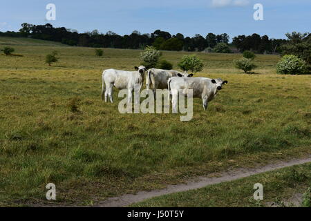 British White Cattle looking at the camera at Roydon Common Nature Reserve, Roydon, Norfolk, United Kingdom Stock Photo