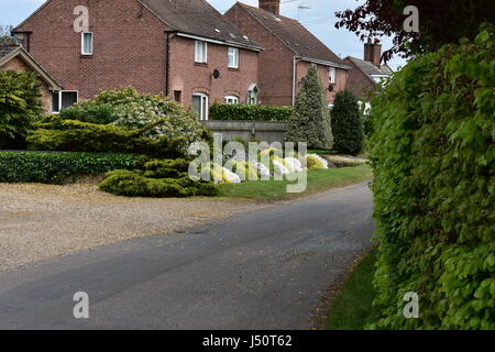 Country road with houses and a colourful garden in Roydon, Norfolk, United Kingdom Stock Photo