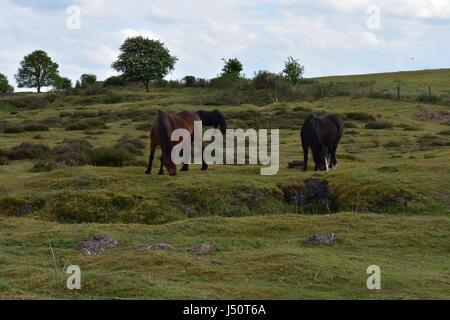 Dark brown and chestnut wild ponies grazing on Roydon Common Nature Reserve, Roydon, Norfolk, United Kingdom Stock Photo