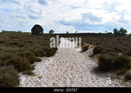 View of sandy footpath through Roydon Common Nature Reserve, Roydon, Norfolk, United Kingdom Stock Photo