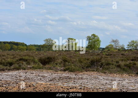 View of trees and over Roydon Common Nature Reserve, Roydon, Norfolk, United Kingdom Stock Photo